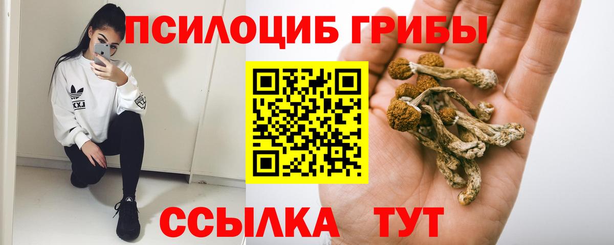 Галлюциногенные грибы Psilocybe Майкоп